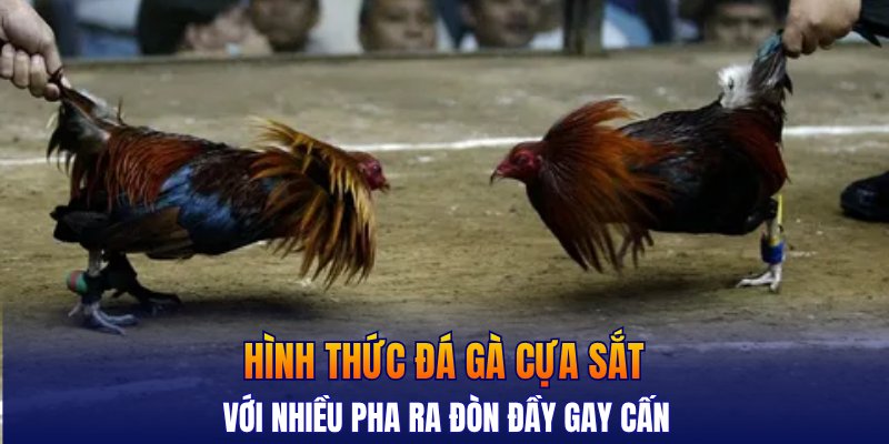 Hình thức đá gà cựa sắt với nhiều pha ra đòn đầy gay cấn