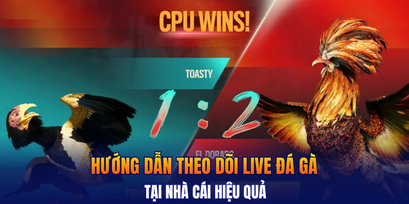 Hướng dẫn theo dõi live đá gà tại nhà cái hiệu quả