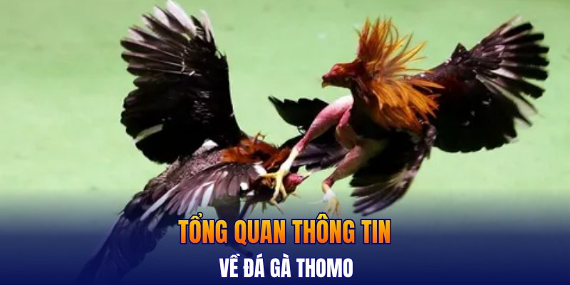 Tổng quan thông tin về đá gà thomo